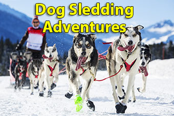 Dog Sledding Adventures